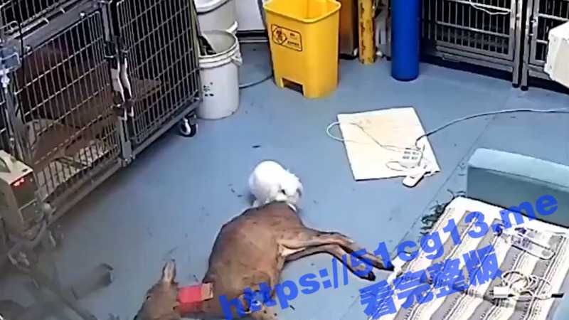 宠物医院 正在被救治的狍子 竟然被兔子侵犯了 - 51吃瓜网-51吃瓜网